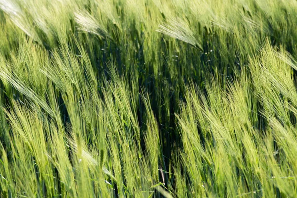 Baharda genç buğday tarlaları, toprakta filizlenen tohumlar..