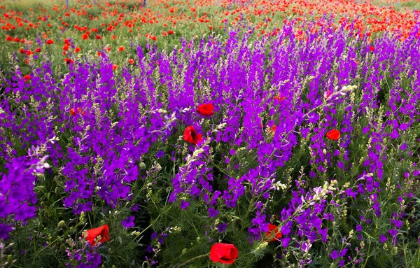 Abundance Blooming Wild Flowers Meadow Spring Time — Stock Photo, Image