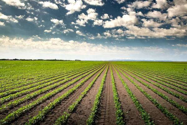 Campo Soja Amadurecendo Primavera Paisagem Agrícola — Fotografia de Stock