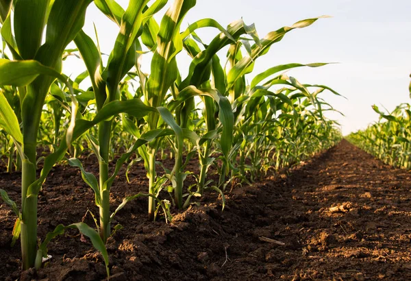Открытое Кукурузное Поле Закате — стоковое фото