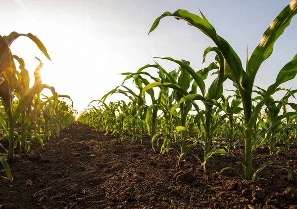 Open Corn Field Sunset Corn Field Royalty Free Stock Photos