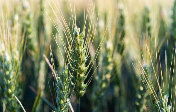 Молоде Пшеничне Поле Навесні Розсада Росте Грунті — стокове фото