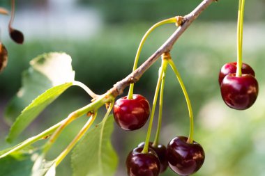 Olgun kırmızı kiraz kiraz ağacı üzerinde detay
