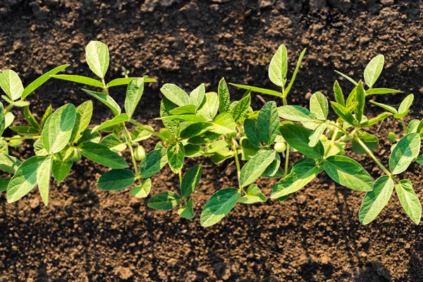 Close Planta Soja Campo — Fotografia de Stock