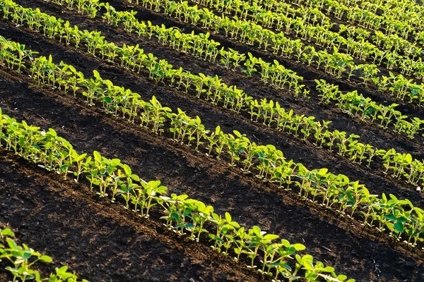 Närbild Soy Bean Anläggningen Fältet — Stockfoto