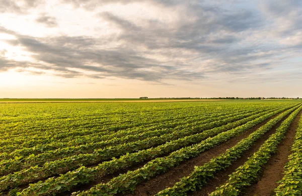 Kulturland Einer Ländlichen Landschaft Bei Sonnenuntergang — Stockfoto