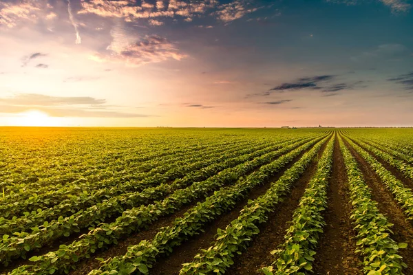 Terres Cultivées Dans Paysage Rural Coucher Soleil — Photo