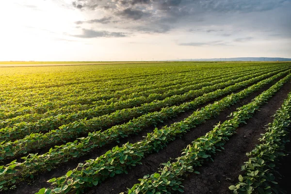 Cultivated Land Rural Landscape Sunset Stock Image