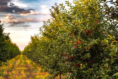 kiraz meyve ağacından günbatımı üzerinde