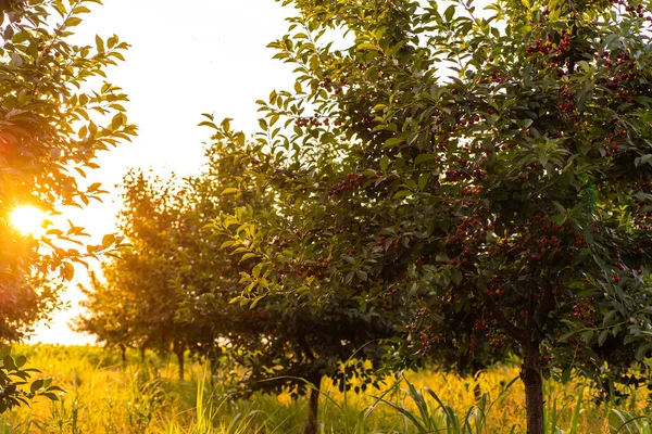 Cerises Sur Verger Coucher Soleil — Photo