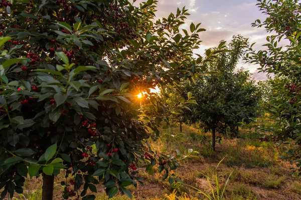 Kiraz Meyve Ağacından Günbatımı Üzerinde — Stok fotoğraf