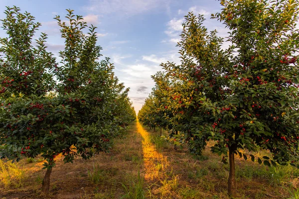 Cherries Orchard Tree Sunset — Stock Photo, Image