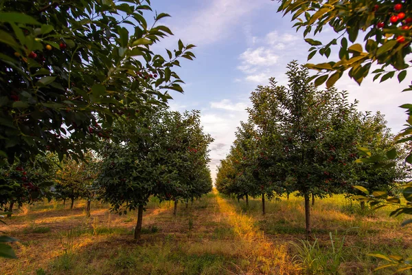 Cherries Orchard Tree Sunset — Stock Photo, Image