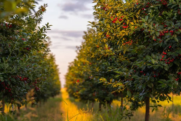 Kirschen Auf Obstbäumen Sonnenuntergang Stockbild