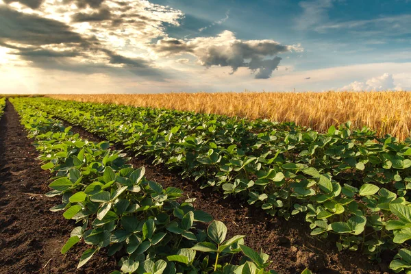 日没前の大豆と小麦の畑 — ストック写真