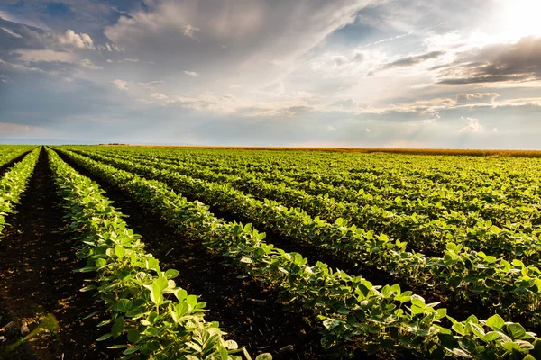 Puesta Sol Sobre Cultivo Plantas Soja Campo Rancho — Foto de Stock