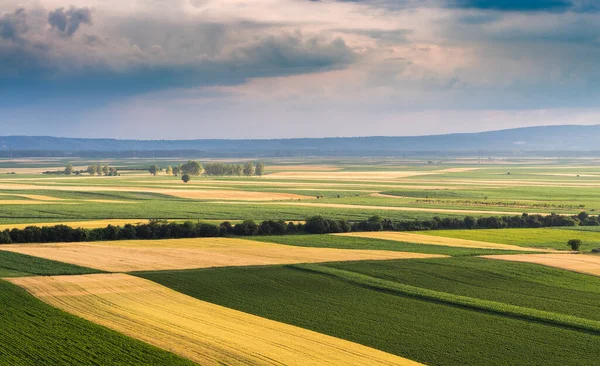 Ungt Grönt Vete Nära Randig Plöjd Fält Våren Antenn Drönare — Stockfoto