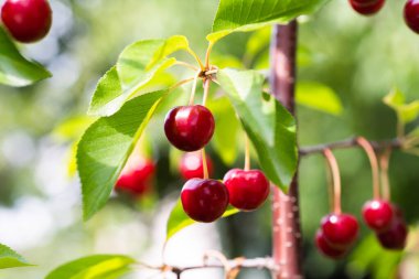 Kiraz ağacına ekşi kiraz yakın çekim. 