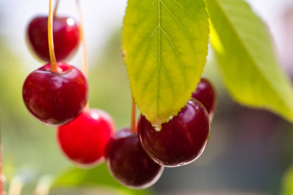 Primer Plano Las Cerezas Agrias Cerezo — Foto de Stock