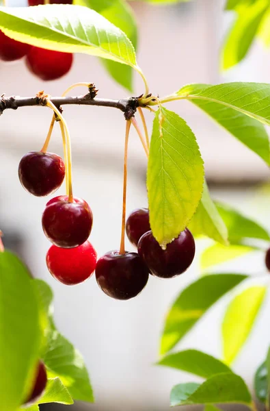 Closeup of sour cherries on cherry tree.