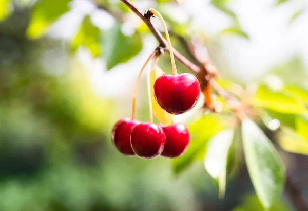 Nahaufnahme Von Sauerkirschen Auf Kirschbaum — Stockfoto