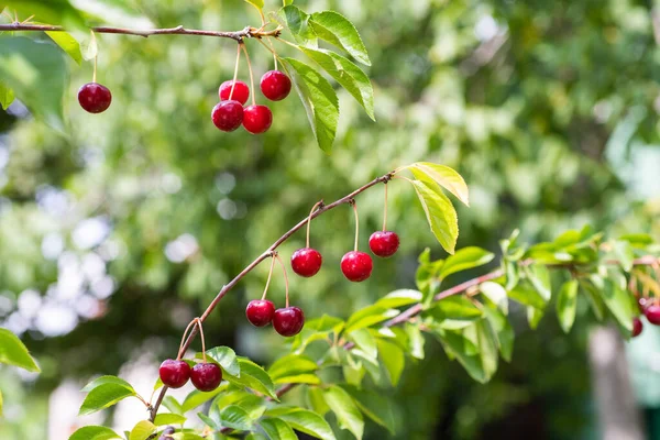 Nahaufnahme Von Sauerkirschen Auf Kirschbaum — Stockfoto