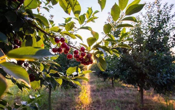 여름에 과수원에서 수확할 때에는 나무에 신맛나는 열매가 달라붙는다 — 스톡 사진