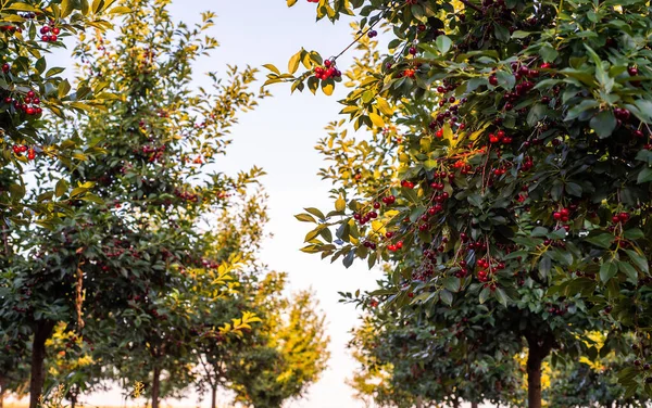 Ağaç Dalında Ekşi Kirazlar Yapraklarla Hasat Zamanında Meyve Bahçesinde — Stok fotoğraf