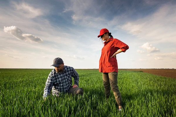 Genç Çiftçilerin Ekili Incelenirken Buğday Alanları — Stok fotoğraf