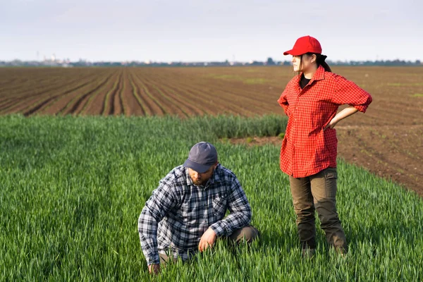 Молодые Фермеры Изучают Посевную Пшеницу Полях — стоковое фото