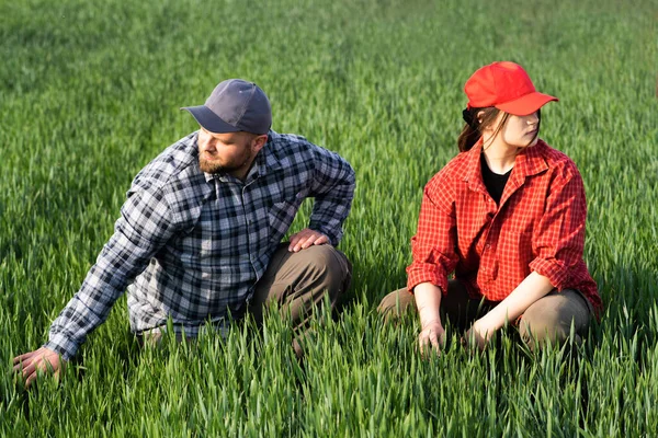 青年农民考核种植小麦领域 — 图库照片