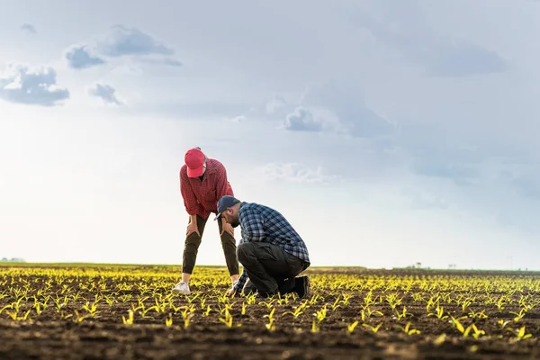 フィールドでの若い農民 Examing 植えた小麦 ロイヤリティフリーのストック写真