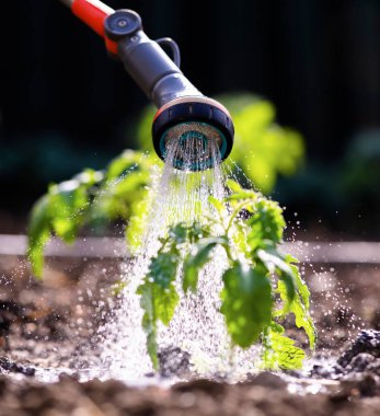 Gardening concept.Watering seedling tomato plant in greenhouse garden with red watering can. 