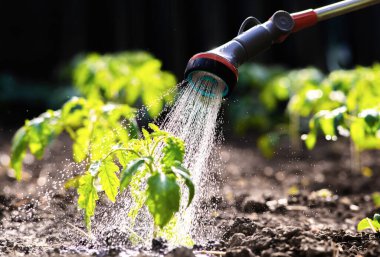 Gardening concept.Watering seedling tomato plant in greenhouse garden with red watering can. 