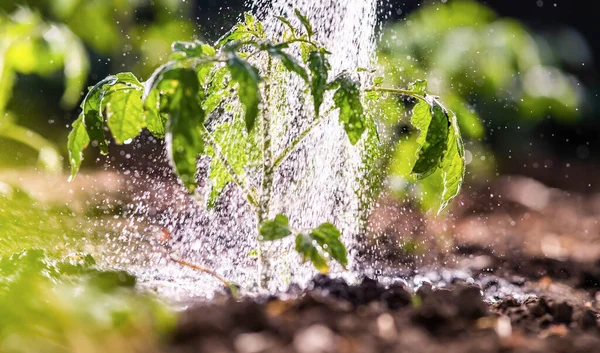 Gardening Concept Watering Seedling Tomato Plant Greenhouse Garden Red Watering — Stok fotoğraf