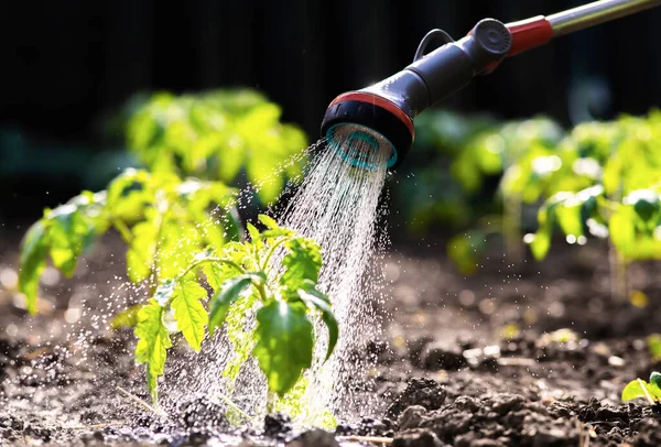 庭のコンセプト 赤い散水が可能な温室の庭でトマトの苗を散水する — ストック写真