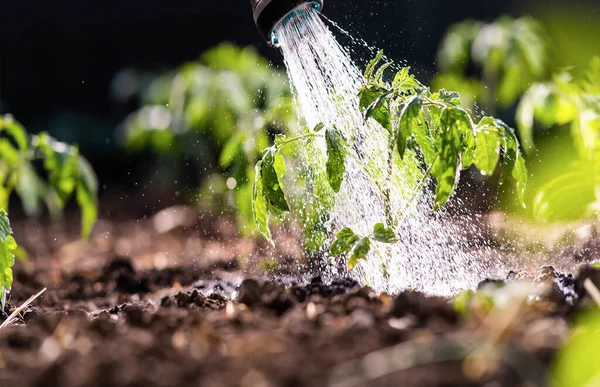 Concepto Jardinería Riego Planta Tomate Plántulas Jardín Invernadero Con Regadera —  Fotos de Stock