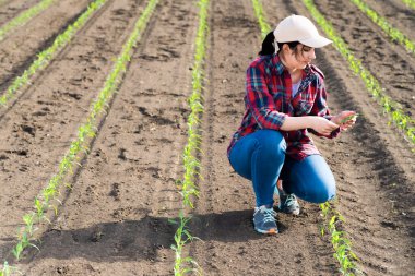 Tarladaki mısır bitkisini inceleyen çiftçi. Tarımsal faaliyetler ekili arazide. 