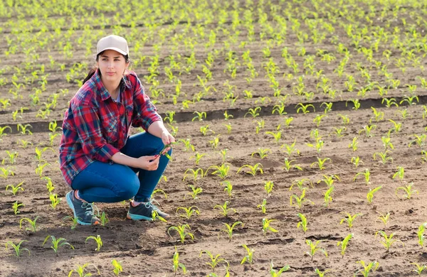Agricultor Examinando Planta Milho Campo Actividade Agrícola Terras Cultivadas — Fotografia de Stock