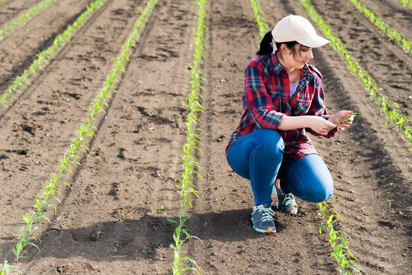 Tarladaki mısır bitkisini inceleyen çiftçi. Tarımsal faaliyetler ekili arazide. 