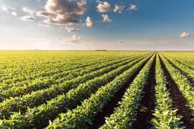 Gün batımında kırsal alanda ekilmiş toprak