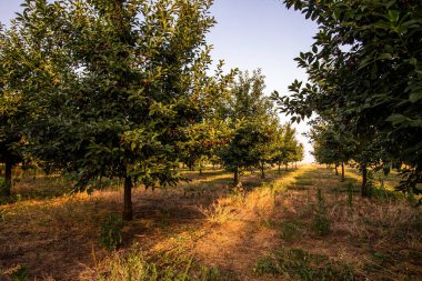  Ağaç dalında ekşi kirazlar yapraklarla, hasat zamanında meyve bahçesinde.. 