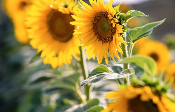 Sunflower Full Bloom Field Sunflowers — Stockfoto