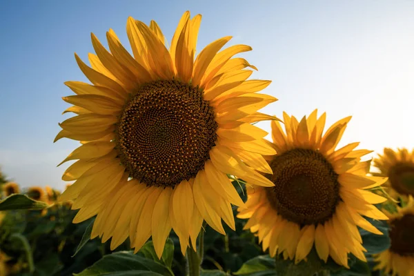 Sunflower Full Bloom Field Sunflowers — Stockfoto