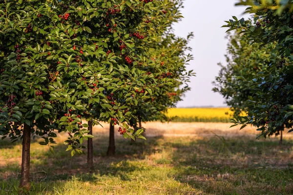 sour cherries on the  tree stick with leaves, in time of harvest in the summer in the orchard.