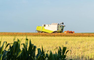  Tarım işi için biçerdöver. Yağ tohumu kanola hasat ediliyor.. 