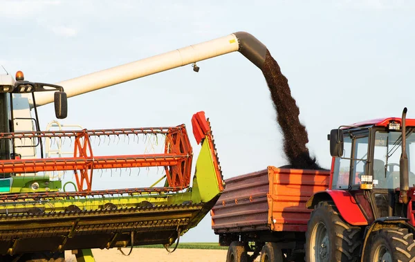 Combine Dumps Load Canola Graintrailer Harvest Time — ストック写真