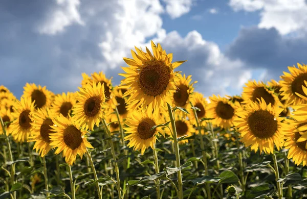 Sunflower Full Bloom Field Sunflowers — Stockfoto