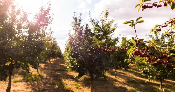 sour cherries on the  tree stick with leaves, in time of harvest in the summer in the orchard.