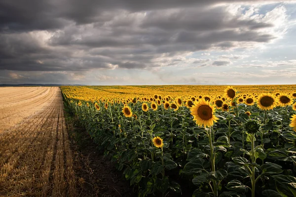 Campo Girassol Pôr Sol Bela Paisagem Natural Panorama — Fotografia de Stock